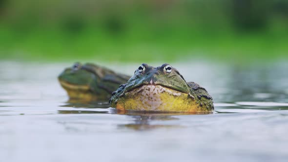 Mating Season For Huge African Bullfrogs In A Pond In Central Kalahari Game Reserve, Botswana. - Clo alt