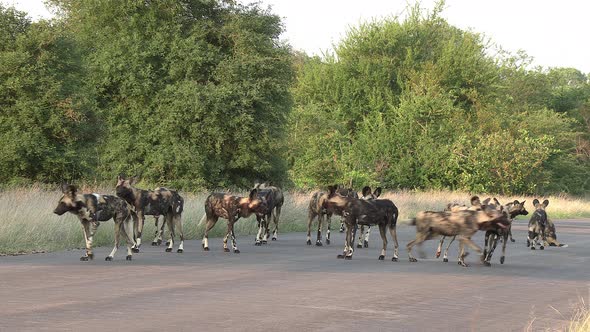 A pack of African Wild Dogs, also known as Painted Dogs, moving together down a paved tar road in Af alt