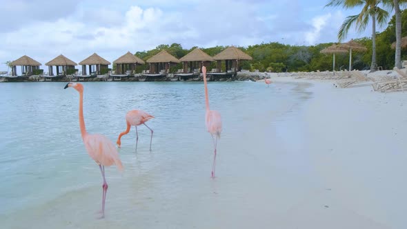 Aruba Beach with Pink Flamingos at the Beach Flamingo at the Beach in Aruba Island Caribbean alt