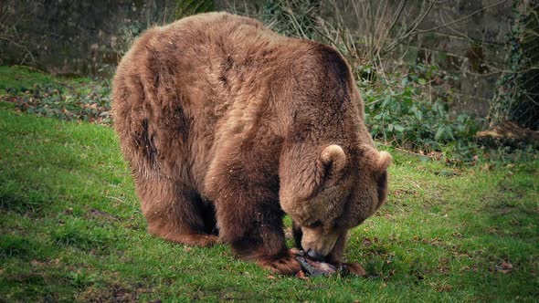 Bear In Rerserve Eating Meat alt