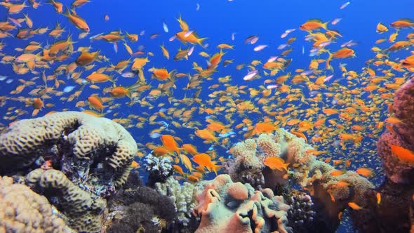 The Underwater World alt