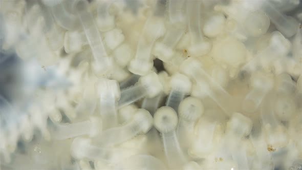 Oral Side(mouth) Starfish Asteroidea Under a Microscope, Type Echinodermata alt