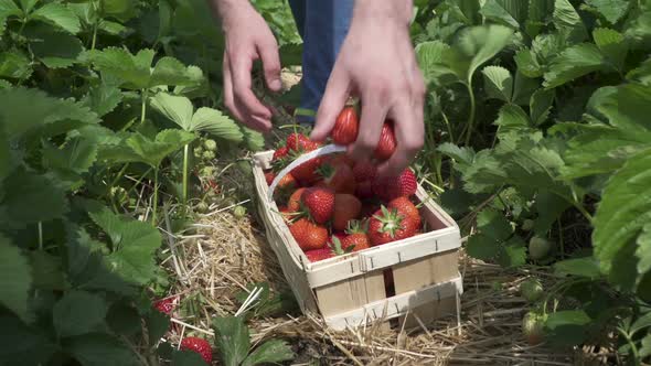 Pick harvest wooden basket filled with fresh picked fresh strawberries