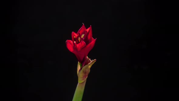 The Flower of the Red Hippeastrum Blooms Timelapse alt