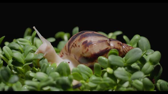 Watering Microgreens on Which a Snail Sits Closeup in Slow Motion