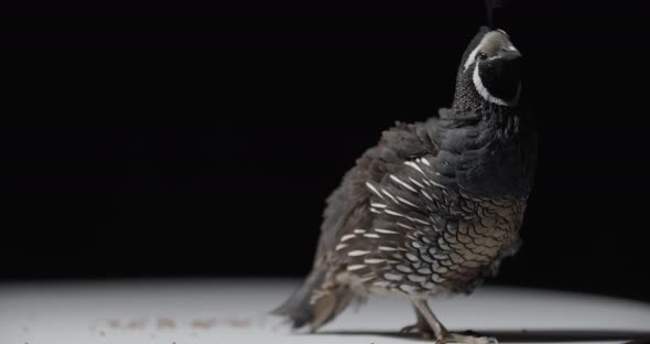 Cute Little Bird with a Tuft on Its Head California Quail Studio Footage alt