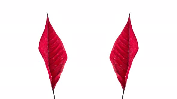Two Red Leafs Drying and Taking a Bow
