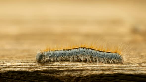 Extreme macro close up and extreme slow motion of a Western Tent Caterpillar moth walking on a wood alt