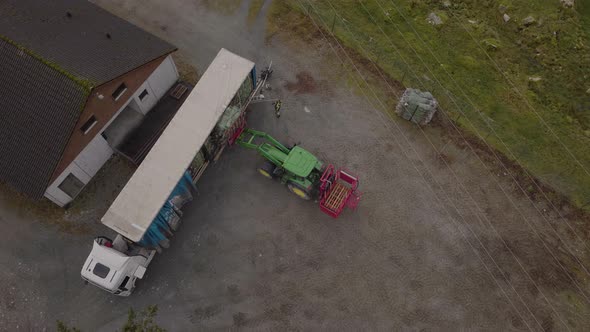 Forklift on tractor used to load wrapped Norwegian Christmas trees; aerial alt