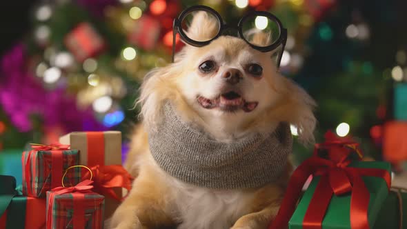 cute white brown tiny lapdog sit relax in christmas festive decorating items alt