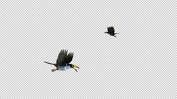 Mountain Toucans - Two Birds Flying Around - Transparent Loop