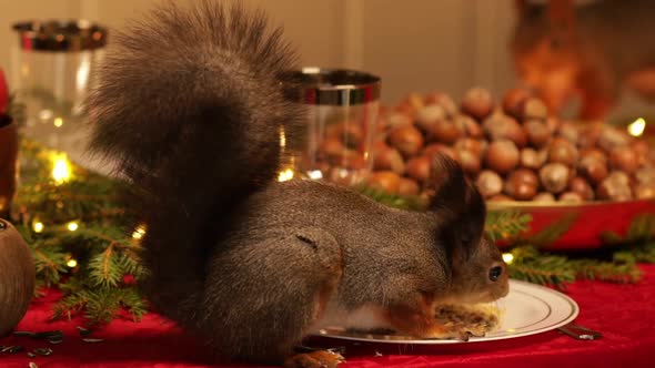 Sciurus vulgaris. Squirrel nibbles. New Year's and Christmas. Pets in winter. Animal wild rodent. alt