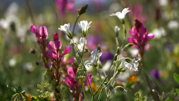 Alpine Flowers Swaying in the Wind on a Sunny Day alt