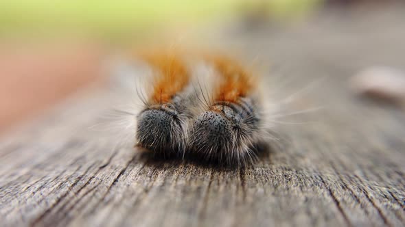 Extreme macro close up and extreme slow motion of two Western Tent Caterpillar’s as the wind hits it alt