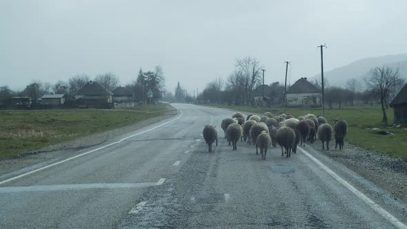 4K. Herd of sheep go on road in russian village. Raining. Old houses. View from car. Livestock walk