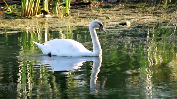 White swan swimming on mirror river water surface