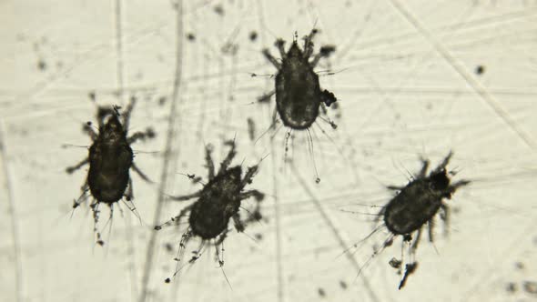 Barn or Flour Mite Under a Microscope, Stock Footage | VideoHive