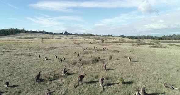 Mob of kangaroos watching drone fly over open grass fields with curiosity. alt