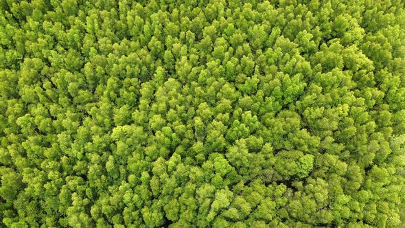 Aerial view of mangrove forest and the sea by drone