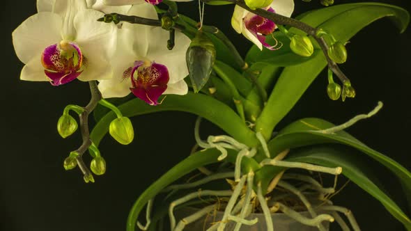 the Process of Emergence of the Morph Butterfly From the Pupa Timelapse the Butterfly is Born From alt