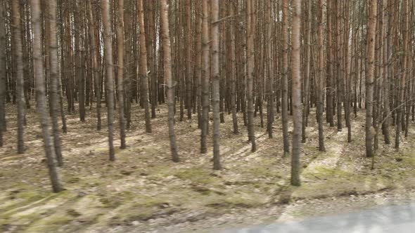 Side view of Ride Through the early spring forest, Moving outside the window of a moving