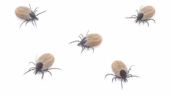 Ixodes scapularis 5  ticks Macro collage on white BG. Bloated parasites drunk on blood