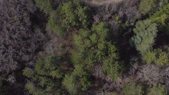 Top View of the Spring Forest and a Beautiful Small Blue Lake in the Mountains alt