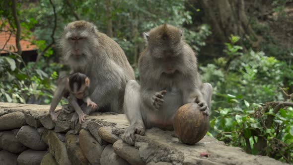 Macaques Family with Babies Resting in a Park Playing with Coonut