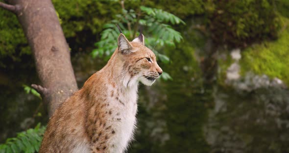 Alert Lynx Sitting in Forest