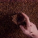 Closeup Spinning Coffee Grinder with Exploded Grains in Barista Hand Top View - VideoHive Item for Sale