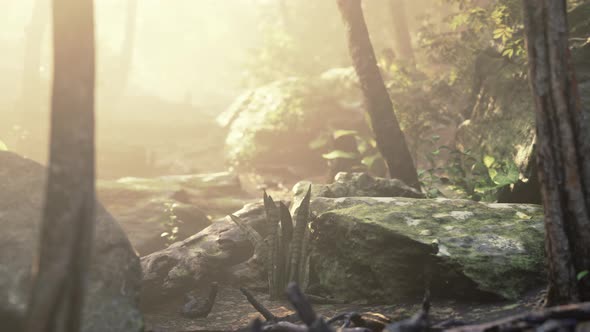 Deep Fog in the Rain Forest and Sun Ray alt