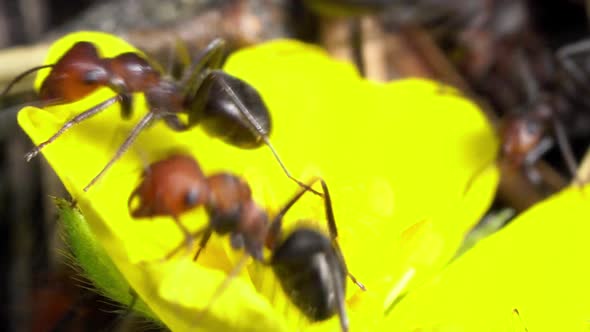 Colony of ants on nest in forest as they work and forage together alt