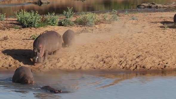 Hippopotamus Entering Water - Kruger National Park alt