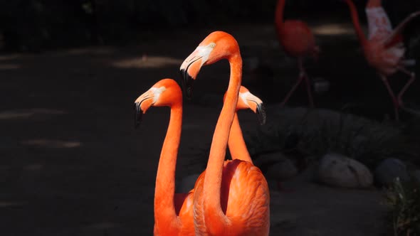 Flamingo