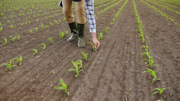 Agronomist Inspecting Quality of Young Corn Plants Rows alt