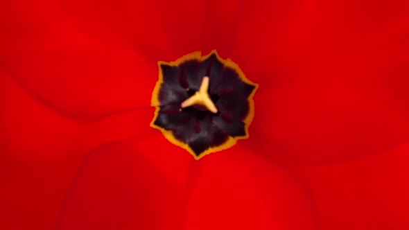 Close-up top view of a red tulip swaying in the wind.