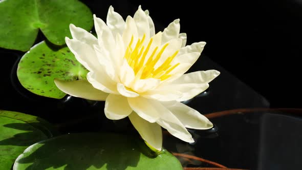 Yellow Flower of Water Lily Closing Blossom in Time Lapse in Sunny Day alt