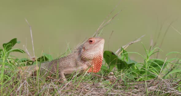 Garden Calotis lizard displaying by bobbing the head with its fan turning red with aggression alt