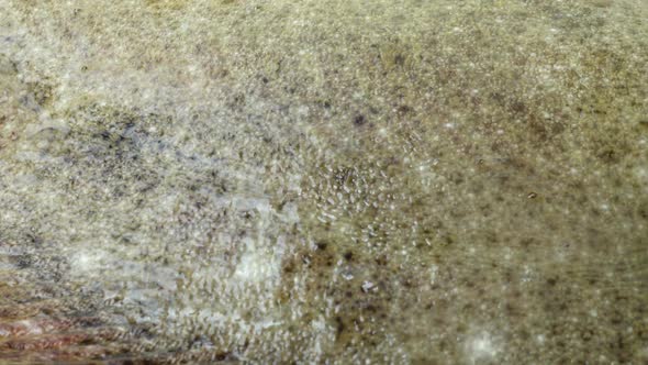 Fish of Flatfish alt