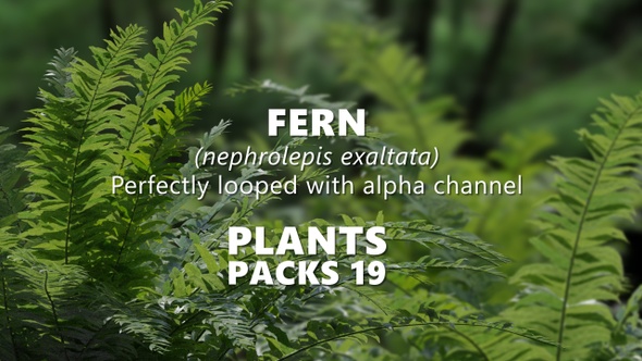 FERN (nephrolepis exaltata) Looped plants