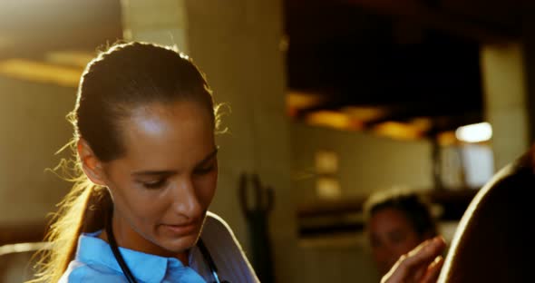 Veterinarian doctor checking a horse 4k alt