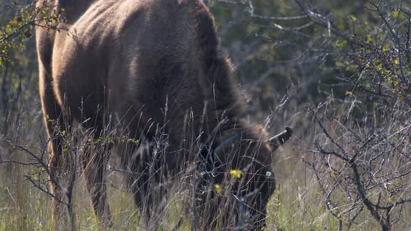 European bison bonasus grazing in a bushy grassland, breeze, Czechia. alt