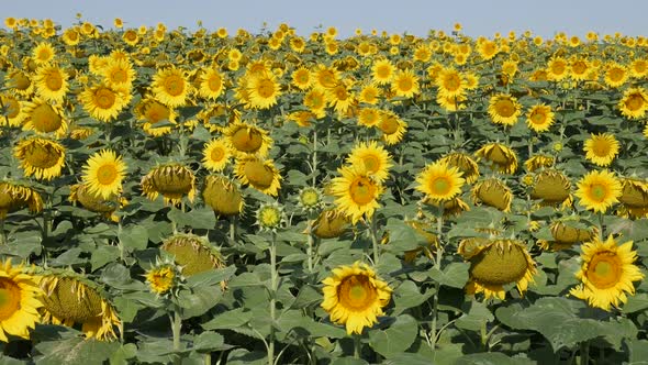 Yellow heads of sunflower Helianthus annuus plant slow-mo video