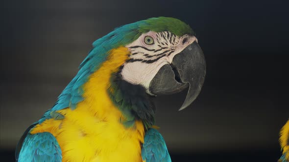 Close Up Portrait of Blue-and-yellow Macaw, Ara Ararauna, Also Known As the Blue-and-gold Macaw alt
