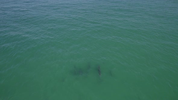 View From Above Of Calm Blue Sea With Common Bottlenose Dolphins Swimming. Tursiops Truncatus In Coo alt