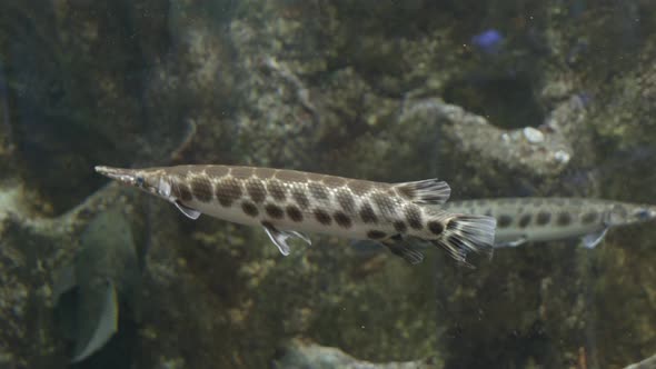 Carapace Pike in the Aquarium Closeup
