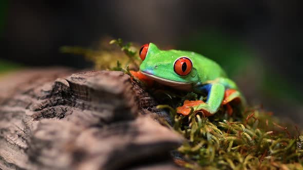Red Eyed Tree Frog Video Clip 