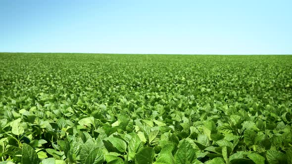 Soybean Field Pan alt