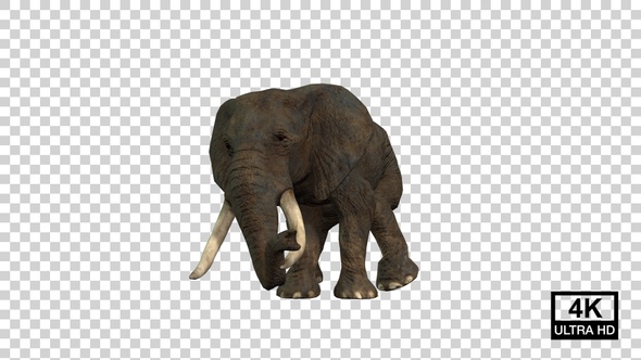 Elephant Turn Right Front View alt