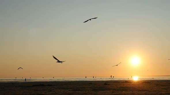 Flock Of Seagull Birds Flying In The Air On Sunset